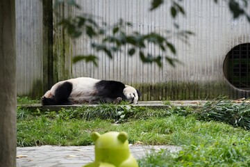 Giant panda sleeping in zoo enclosure © DoThi
