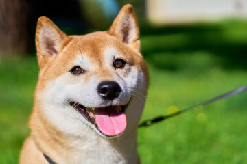 Fototapeta premium Shiba inu dog smiling with tongue out on grass
