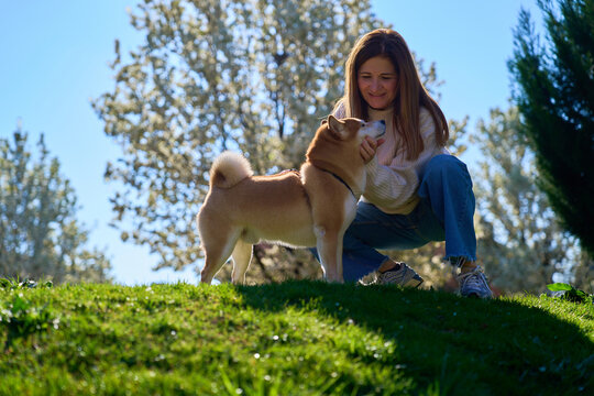 Woman petting shiba inu dog in park