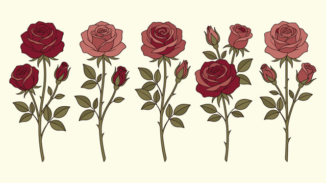 Vintage rose flower collection with pink red blooms stems vector illustration on cream background