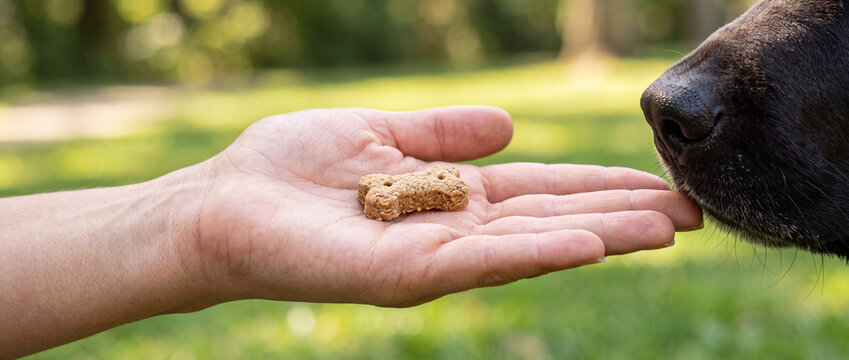Owner offering a dog treat in hand while pet sniffs outdoors in a sunny backyard