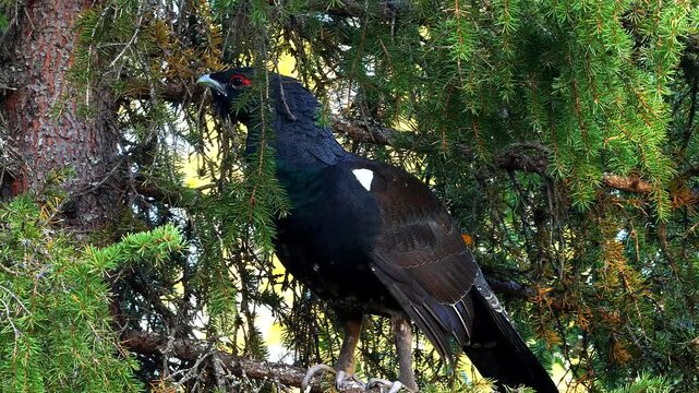 capercaillie male sitting in the tree and looking for hens on the ground 193