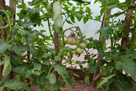 Clusters of green and purple tomatoes ripen on tied bushes inside a greenhouse. Lush green foliage surrounds the fruits providing necessary conditions for harmonic growth.
