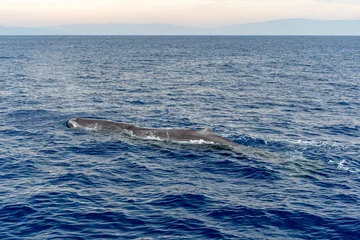 blow of spermwhale on sea surface before diving at sunset Sperm Whale in mediterranean sea © Andrea Izzotti