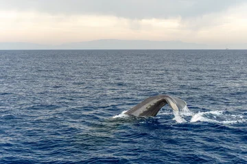 spermwhale on sea surface before diving at sunset Sperm Whale in mediterranean sea © Andrea Izzotti