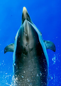 detail happy striped dolphins in mediterranean sea just under the sea surface