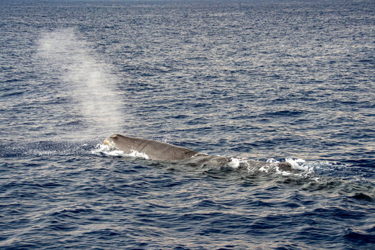 blowing spermwhale on sea surface before diving at sunset Sperm Whale in mediterranean sea