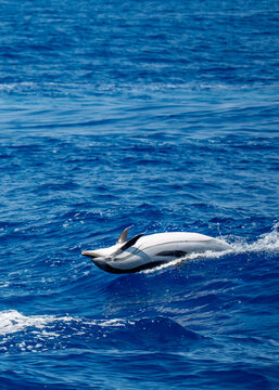 back jump of happy striped dolphins in mediterranean sea