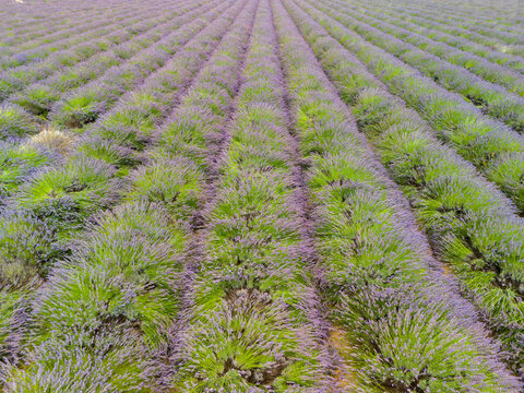 Aerial drone view of purple lavander fields provence france