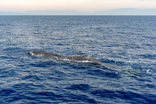 blow of spermwhale on sea surface before diving at sunset Sperm Whale in mediterranean sea
