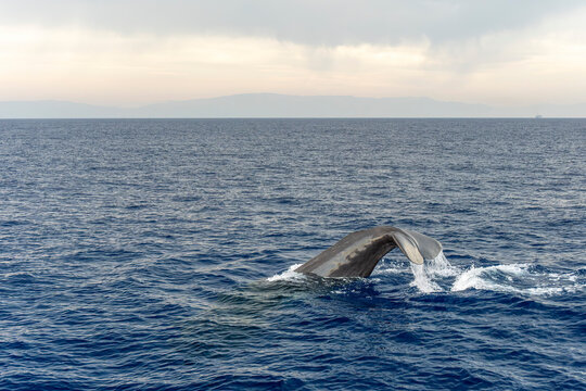 spermwhale on sea surface before diving at sunset Sperm Whale in mediterranean sea