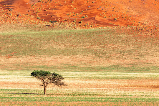 Green grass start growing after the rain