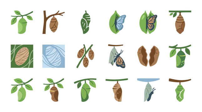 Butterfly metamorphosis and cocoon life cycle flat icon set