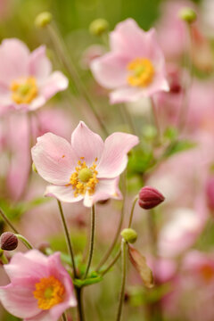 Beautiful pink anemone flowers blooming on stems in autumn garden close up