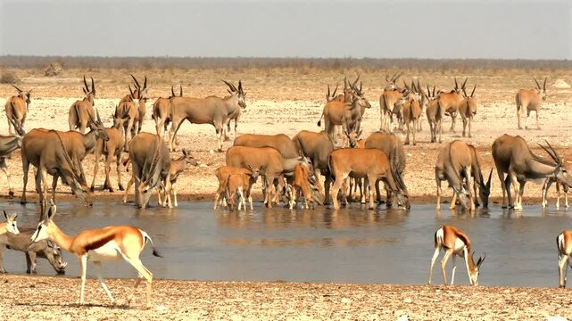 large herd of common eland, Taurotragus oryx, with calfs at the water hole 482
