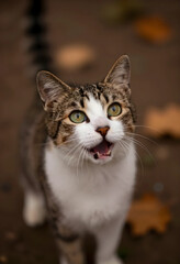 Fototapeta premium Tabby and white cat with wide open mouth and green eyes looking up, domestic pet animal portrait, this domestic pet animal portrait highlights the felines expressive face and detailed fur patterns