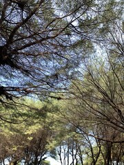 Fototapeta premium Looking Up Through Pine Tree Canopy Against Blue Sky