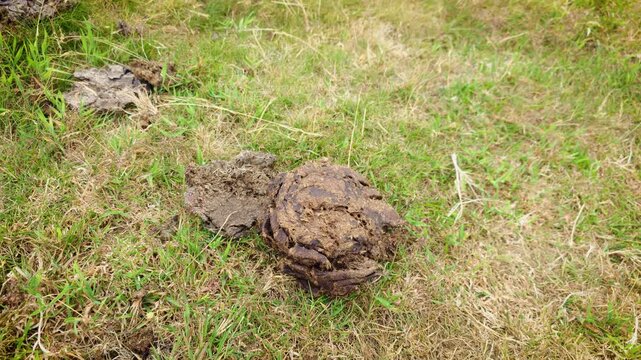 Organic cattle manure on meadow with circular farming and natural soil improvement. Grazing pasture enriched by biodegradable livestock waste and nutrient recycling. Regenerative agriculture compost