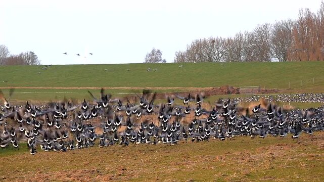 thousends of barnacle geese starting flying off 737
