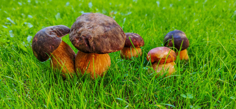 Wild mushrooms growing in green grass in arnedo spain