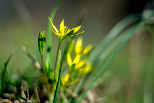 Yellow gagea lutea wildflower blooming in spring forest close up