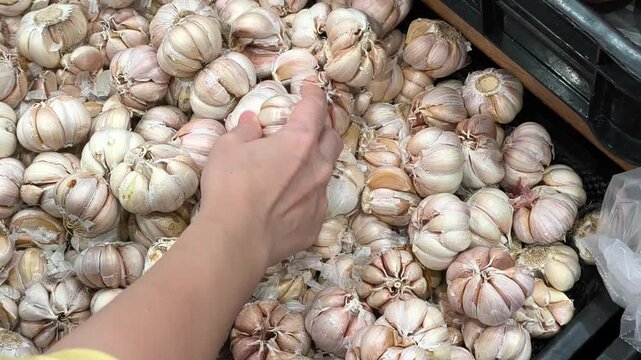 Selecting fresh whole garlic bulbs at local market bins stock footage. Vegetable shopping video , 4k, 60 fps