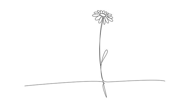 animated minimalist continuous line drawing of a single daisy flower, line art animation