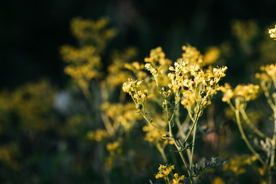 Close-up of blooming common rue (Ruta graveolens) with delicate yellow flowers illuminated by warm evening sunlight. Aromatic medicinal herb growing outdoors with soft bokeh, selective focus, natural