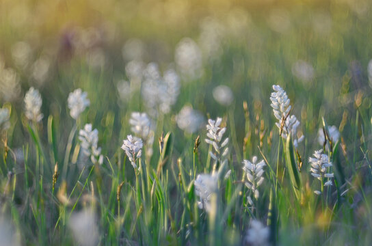 White polygama milkwort wildflowers blooming in green meadow field at sunset close up