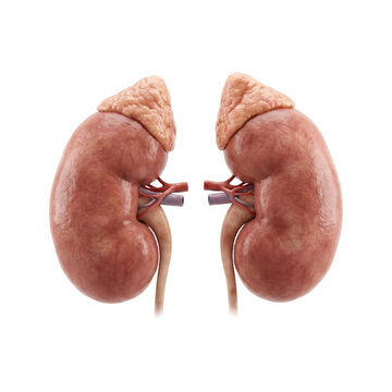 Anatomical 3d rendering of human kidneys with adrenal glands, detailed medical of renal system on a transparent background