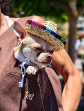 Perro chihuahua con sombrero de paja durante una celebraci&oacute;n al aire libre