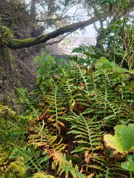 Helechos y vegetaci&oacute;n h&uacute;meda bajo &aacute;rboles cubiertos de musgo en Garajonay, La Gomera