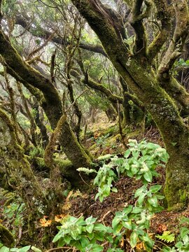 Suelo de laurisilva con musgo, helechos y &aacute;rboles cubiertos de vegetaci&oacute;n en Garajonay, La Gomera