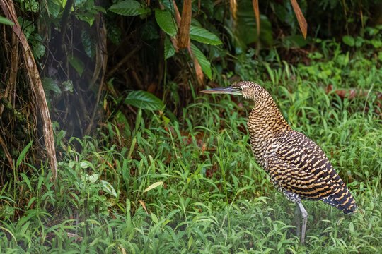 Fasciated tiger-heron standing in lush green grass, juvenile Tigrisoma bird profile portrait in the tropical rainforest of Costa Rica.
