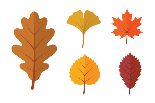 Autumn forest leaves collection set with oak ginkgo maple and elm foliage in flat style for fall season design.