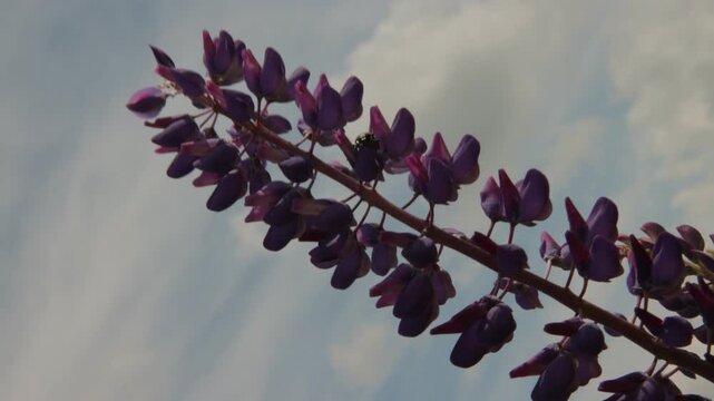 Cockchafer beetle sitting on a purple lupine flower spike swaying in the wind against a cloudy sky