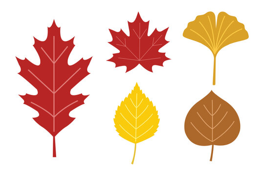 Autumn leaves set featuring vibrant red yellow and brown foliage isolated on transparent background for fall projects.