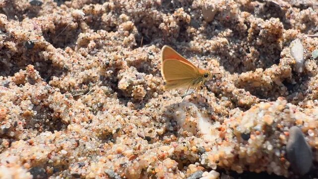Small orange skipper butterfly drinking water from sandy ground with natural debris and pebbles