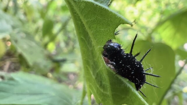 Black spiny caterpillar of Aglais urticae clinging to green nettle leaf in close-up macro view
