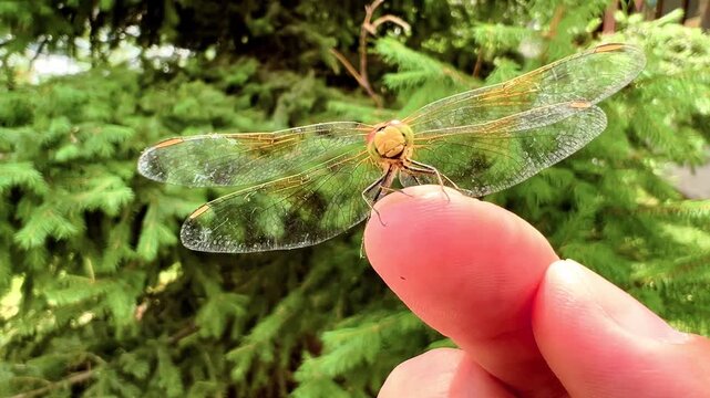 Dragonfly resting on person finger against blurred fir tree foliage in garden