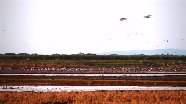 common cranes, Grus grus, in early morning in Extremadura, Spain 004