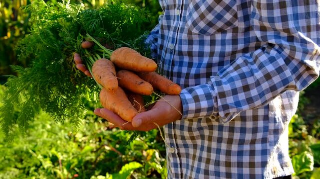 Carrot harvest in the hands of a farmer. Selective focus.