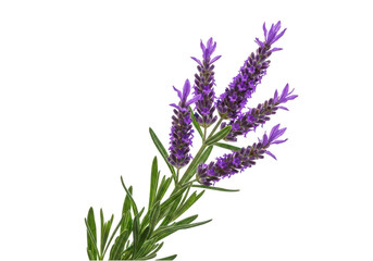 Fototapeta premium Purple lavender flowers with green stems isolated on transparent background