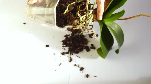 Female hands removing Phalaenopsis from transparent pot to expose dense root ball with bark substrate in natural light. Depicts plant extraction, repotting workflow, and root access for maintenance.
