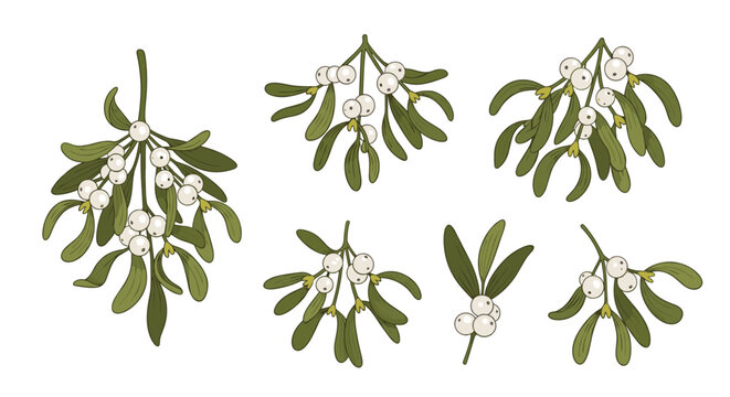 Detailed botanical illustration set of various mistletoe sprigs with green leaves and white berries on a white background.