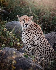 Exploring and Watching Wild Animals in Nature © AleCalo