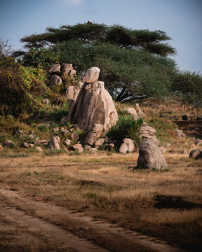 Wildlife viewing and nature exploration in the savanna