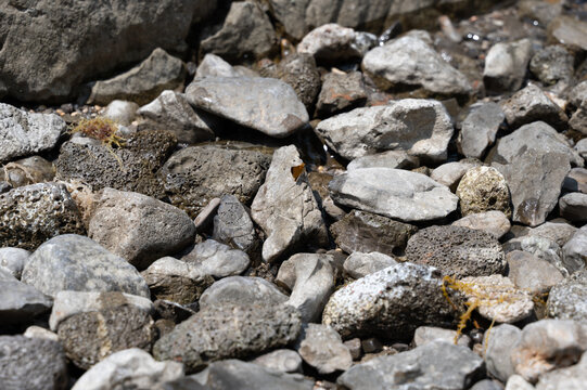 Orange butterfly on stones