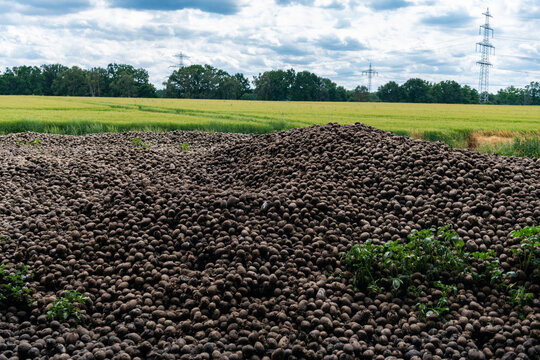 Potato pile harvested at agricultural farm. Harvesting and agriculture. Potato plantation at farm. Crop harvest. Potato harvest pile. Agriculture and cultivation