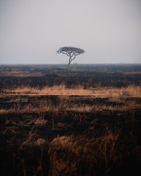 Wildlife viewing and nature exploration in the savanna